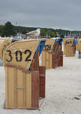 Moewe auf Strandkorbe