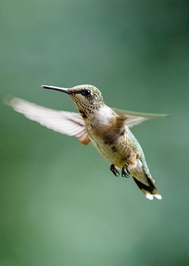 Hummingbird side view