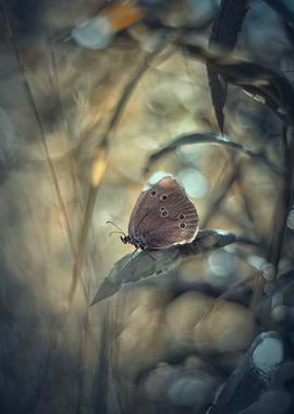 Butterfly in the meadow