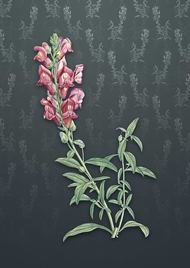 Vintage Red Dragon Flowers