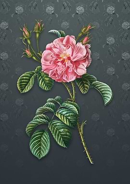 Vintage Pink Wild Rose