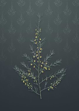 Vintage Sea Asparagus