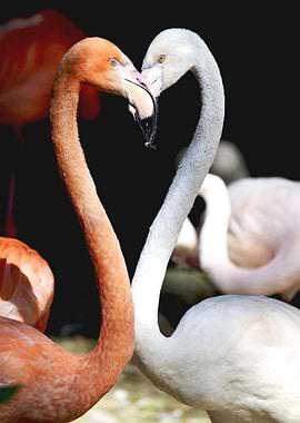 Flamingo Unions