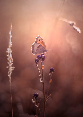 Butterfly on the meadow