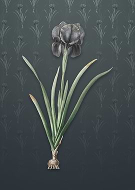 Vintage Mourning Iris