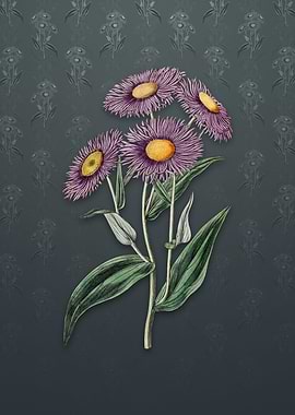 Vintage Shewy Stenactis