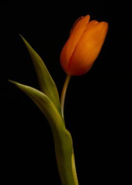 Tulip or ballet dancer