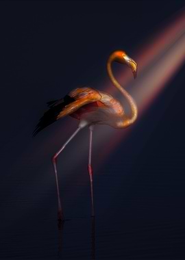Flamingo