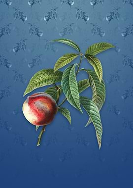 Peach on Bahama Blue