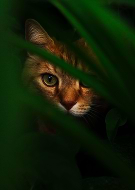 Garfield in the bushes