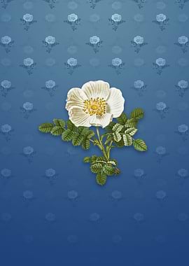 Vintage White Burnet Rose