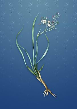 Vintage Phalangium Bicolor