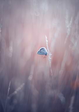 Blue Butterfly, wild field
