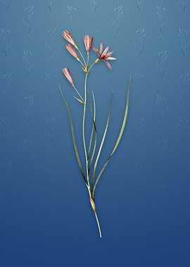 Vintage Amaryllis Montana