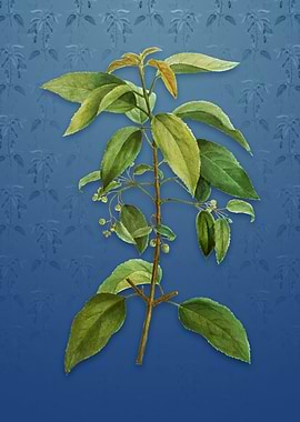 Vintage Chilean Wineberry