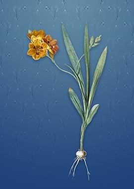 Vintage Ixia Miniata