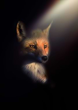 The Fox