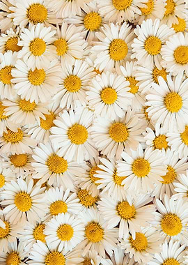 Beautiful Bellis perennis