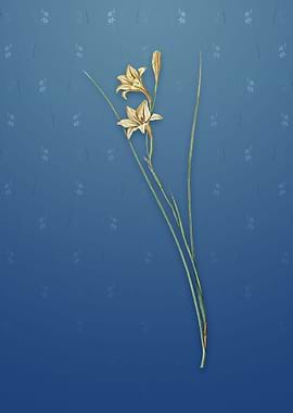 Gladiolus on Bahama Blue