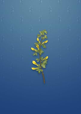 Vintage Common Cytisus