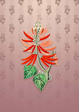 Naked Flowering Erythrina