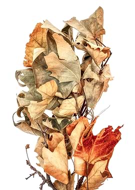 Broken Branch Dried Leaves