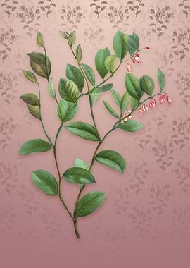 Andromeda Axillaris Bloom