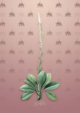 Vintage Blazing Star