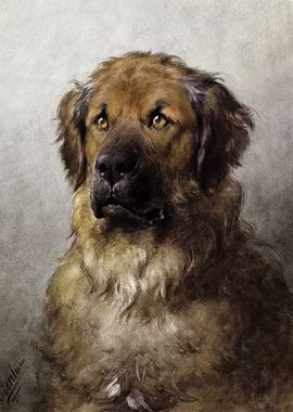 Head of a Leonberger