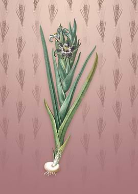 Ferraria on Dusty Pink