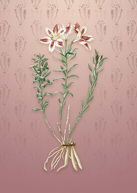 Vintage Lily of the Incas