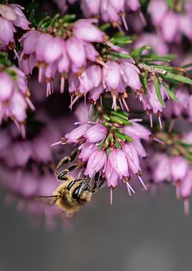 Bee on flower