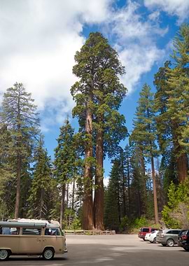Sequoia
