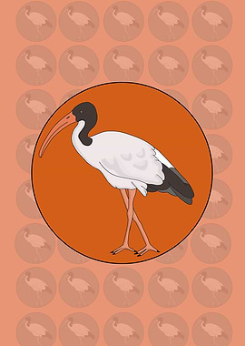 Ibis Bin Chicken Bird