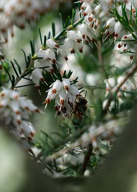 Honey Bee on flower