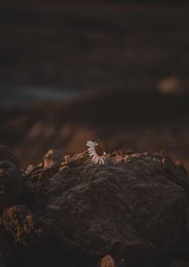 Daisy on a rock