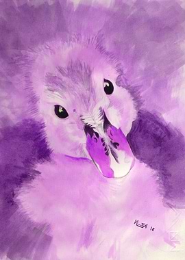 Innocent Eyes -Duck Purple