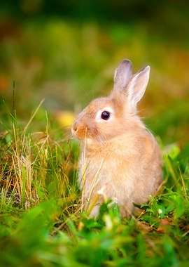 Rabbit Animal Cute