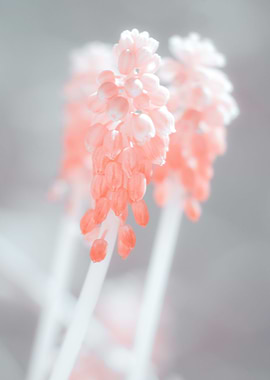 Infrared Muscari