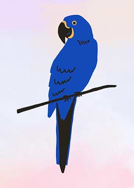Hyacinth Macaw