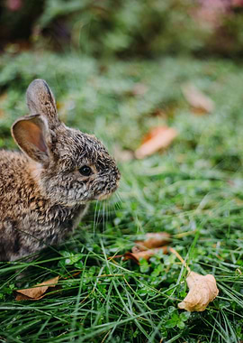 Rabbit Animal Cute