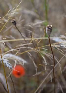 Red Poppy