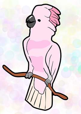 Pink Cockatoo