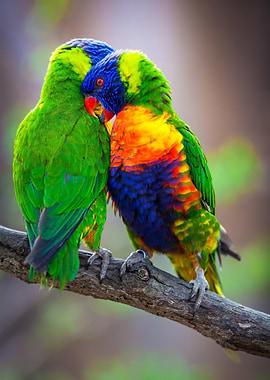 Rainbow Lorikeet Love