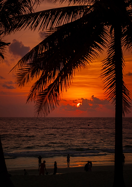 Exotic sunset and palms