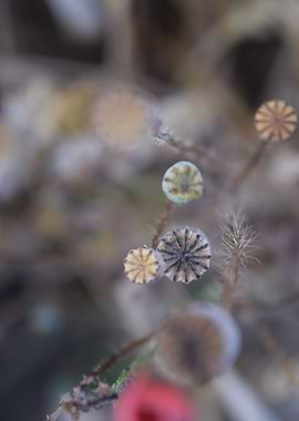 Poppies