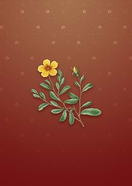 Vintage Sweetbriar Rose