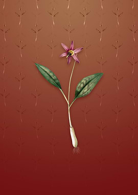 Vintage Erythronium on Red