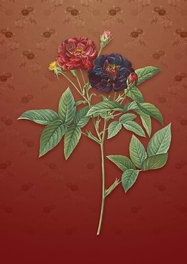 Vintage Van Eeden Rose