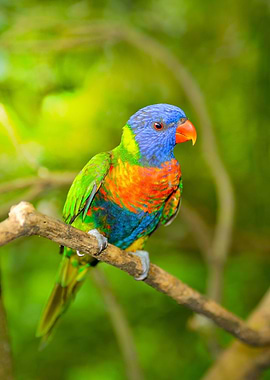 Rainbow Lorikeet
